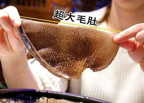 毛肚怎么保存 泡發(fā)好的毛肚怎么保存 毛肚怎么保存 泡發(fā)好的毛肚怎么保存