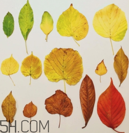 bobbi brown黑管9號(hào)試色 芭比布朗burnt red試色 bobbi brown黑管9號(hào)試色 芭比布朗burnt red試色