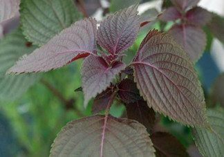 紫蘇的功效和作用是什么？紫蘇可以和雞蛋就一起吃嗎？