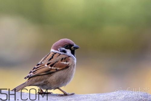 藥酒有哪些分類(lèi)？制作藥酒的配方有哪些？