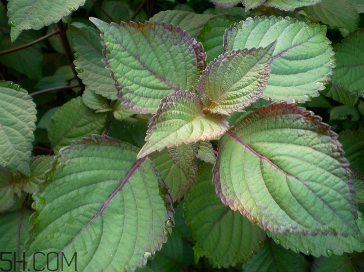 紫蘇的功效和作用是什么？紫蘇可以和雞蛋就一起吃嗎？