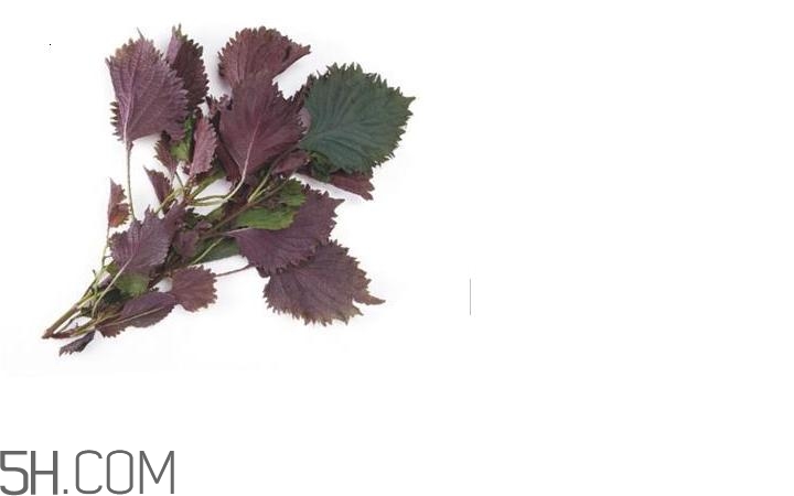 紫蘇的功效和作用是什么？紫蘇可以和雞蛋就一起吃嗎？