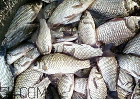 鯽魚(yú)臭了還能吃嗎 鯽魚(yú)有點(diǎn)臭了還能吃嗎 鯽魚(yú)臭了還能吃嗎 鯽魚(yú)有點(diǎn)臭了還能吃嗎