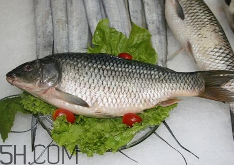 鯽魚膽破了魚還能吃嗎 鯽魚湯苦膽破了能喝嗎 鯽魚膽破了魚還能吃嗎 鯽魚湯苦膽破了能喝嗎