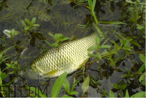 草魚(yú)死了多久不能吃 草魚(yú)死了還能吃嗎 草魚(yú)死了多久不能吃 草魚(yú)死了還能吃嗎