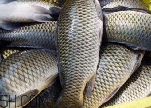 鯉魚冷凍后還能吃嗎 鯉魚放冰箱幾天能吃嗎 鯉魚冷凍后還能吃嗎 鯉魚放冰箱幾天能吃嗎