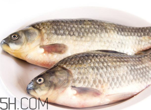 鯉魚冷凍后還能吃嗎 鯉魚放冰箱幾天能吃嗎 鯉魚冷凍后還能吃嗎 鯉魚放冰箱幾天能吃嗎