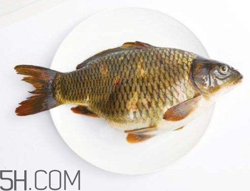 鯉魚冷凍后還能吃嗎 鯉魚放冰箱幾天能吃嗎 鯉魚冷凍后還能吃嗎 鯉魚放冰箱幾天能吃嗎