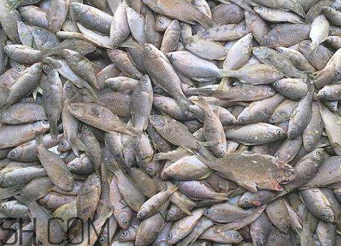 鯽魚冷凍后還能吃嗎 鯽魚冷凍后多久不能吃了 鯽魚冷凍后還能吃嗎 鯽魚冷凍后多久不能吃了