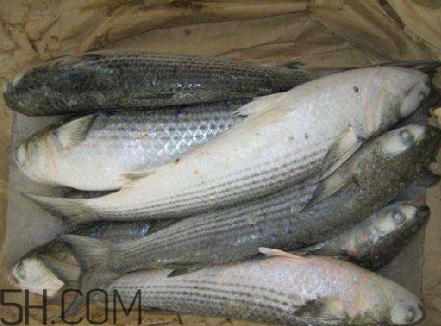 鯽魚冷凍后還能吃嗎 鯽魚冷凍后多久不能吃了 鯽魚冷凍后還能吃嗎 鯽魚冷凍后多久不能吃了