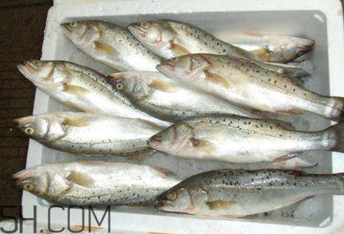 鯽魚冷凍后還能吃嗎 鯽魚冷凍后多久不能吃了 鯽魚冷凍后還能吃嗎 鯽魚冷凍后多久不能吃了