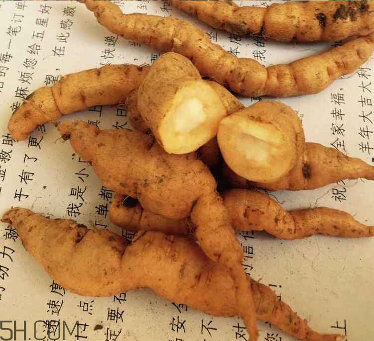 鮮地黃是什么？鮮地黃有什么功效？