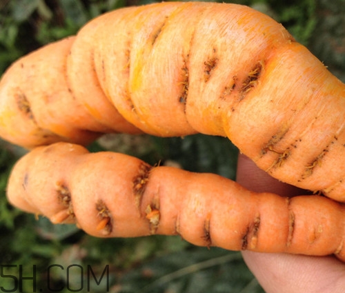 鮮地黃為什么要冷凍？鮮地黃有沒(méi)有什么副作用？