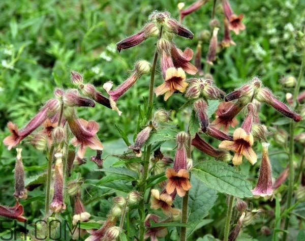 鮮地黃為什么要冷凍？鮮地黃有沒(méi)有什么副作用？