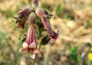 鮮地黃價(jià)格怎么樣？哪些人不能吃鮮地黃？