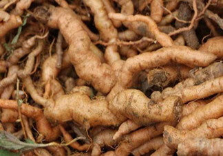 鮮地黃是什么？鮮地黃有什么功效？