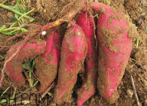 一斤紅薯能出多少淀粉 100斤紅薯出多少淀粉 一斤紅薯能出多少淀粉 100斤紅薯出多少淀粉