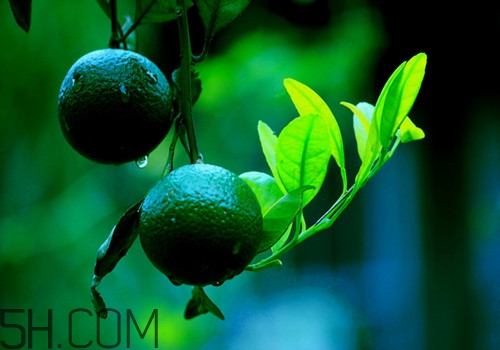 吃橘子頭暈怎么回事？吃橘子頭暈怎么辦？