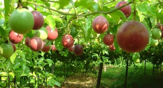 百香果放冰箱能放幾天？怎么判斷百香果壞沒壞？