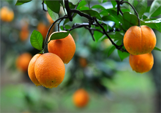 吃橘子頭暈怎么回事？吃橘子頭暈怎么辦？