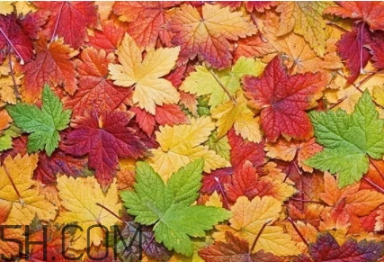 楓糖色口紅是什么顏色？楓糖色口紅試色