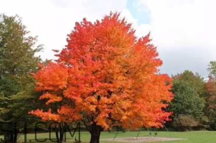 楓糖色口紅適合什么人？楓糖色口紅適合什么膚色