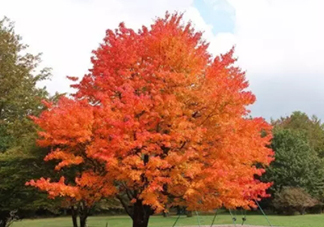 楓糖色口紅哪個(gè)牌子好？楓糖色口紅推薦