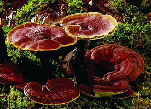 一斤靈芝泡多少斤酒 10斤酒泡多少靈芝 一斤靈芝泡多少斤酒 10斤酒泡多少靈芝