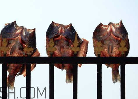 怎么曬咸魚(yú)不招蒼蠅 曬咸魚(yú)怎樣不招蒼蠅