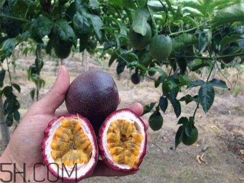 百香果和柿子可以一起吃嗎？百香果和柿子一起吃怎么樣？