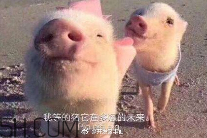 豬精女孩健康養(yǎng)生指南有哪些？豬精女孩健康養(yǎng)生指南是什么？