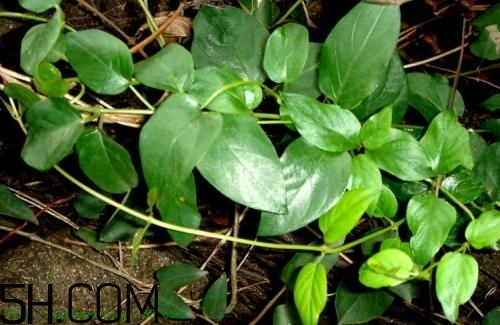 什么是雞矢藤？雞矢藤的功效與作用是什么？