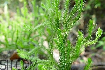 什么是伸筋草？伸筋草的功效與作用是什么？