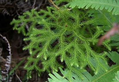 什么是伸筋草？伸筋草的功效與作用是什么？