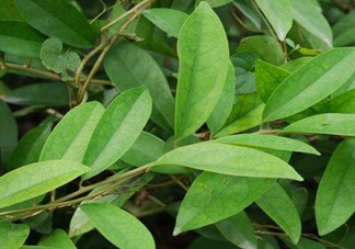 什么是丁公藤？丁公藤的功效與作用是什么？