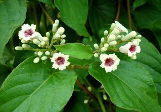 什么是雞矢藤？雞矢藤的功效與作用是什么？