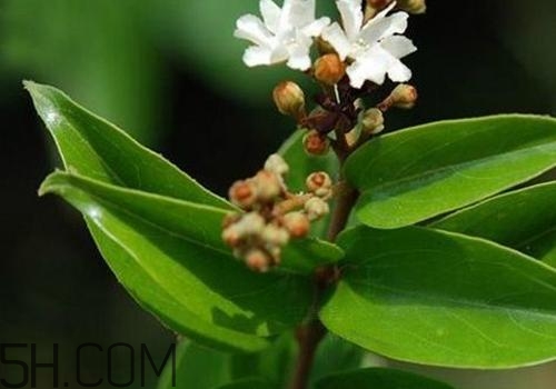 什么是丁公藤？丁公藤的功效與作用是什么？