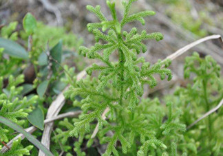 什么是伸筋草？伸筋草的功效與作用是什么？