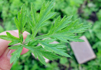 艾葉草洗澡有什么好處？怎么挑選艾葉草？