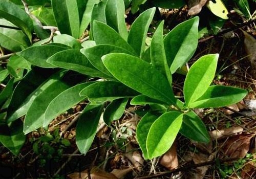 什么是丁公藤？丁公藤的功效與作用是什么？