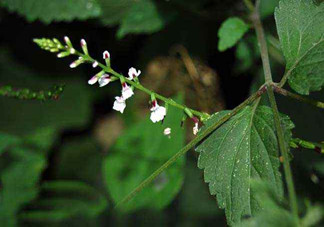 什么是透骨草？透骨草的功效與作用是什么？