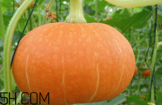 南瓜可以天天吃嗎？南瓜經(jīng)常吃有什么好處和壞處呢？