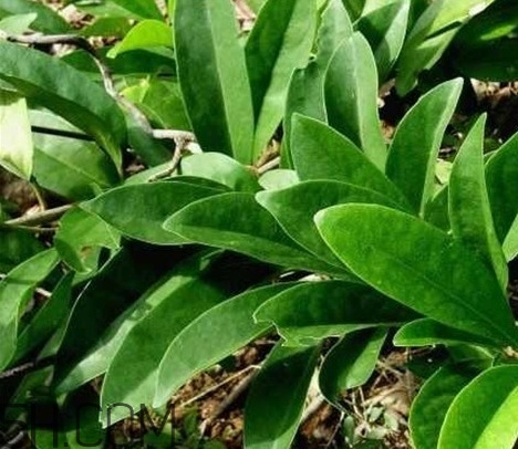 什么是丁公藤？丁公藤的功效與作用是什么？