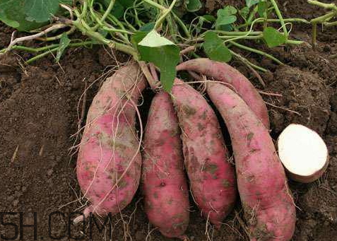 紅薯白心好還是黃心好 紅心紅薯和黃心紅薯白心紅薯的區(qū)別 紅薯白心好還是黃心好 紅心紅薯和黃心紅薯白心紅薯的區(qū)別