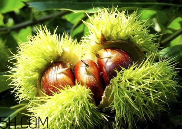 一歲寶寶能吃板栗嗎？寶寶吃板栗的做法有哪些？