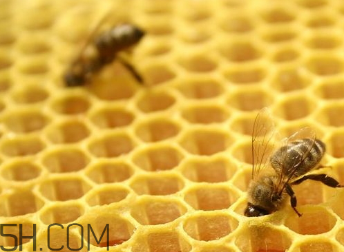 一兩蜂膠泡多少酒 一兩蜂膠泡泡多少酒 一兩蜂膠泡多少酒 一兩蜂膠泡泡多少酒