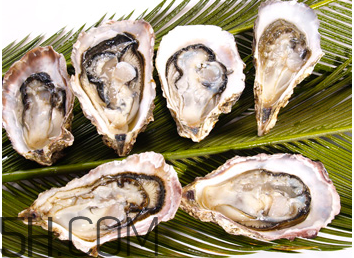 吃生蠔應該注意哪些事項？生蠔與牡蠣的區(qū)別