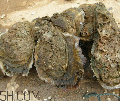 吃生蠔應該注意哪些事項？生蠔與牡蠣的區(qū)別