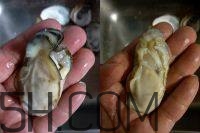 吃生蠔應該注意哪些事項？生蠔與牡蠣的區(qū)別