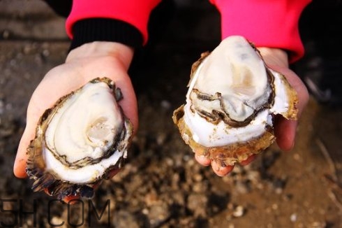 吃生蠔應該注意哪些事項？生蠔與牡蠣的區(qū)別